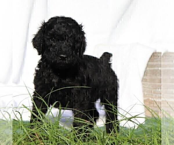 Medium Photo #1 Poodle (Standard) Puppy For Sale in LAKE CITY, FL, USA