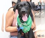 Small #1 Labrador Retriever Mix