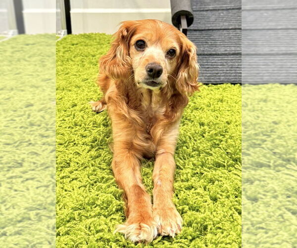 Medium Photo #4 Cocker Spaniel Puppy For Sale in Sherman Oaks, CA, USA