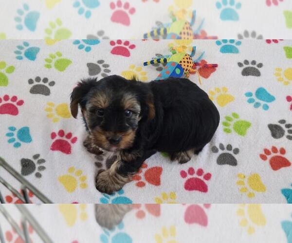Medium Photo #3 Yorkshire Terrier Puppy For Sale in ORO VALLEY, AZ, USA