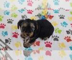 Small #2 Yorkshire Terrier