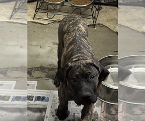 America Bandogge Mastiff Puppy for sale in ROTTERDAM, NY, USA