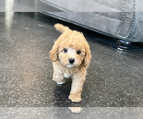 Medium Photo #8 Poodle (Toy) Puppy For Sale in WARSAW, IN, USA