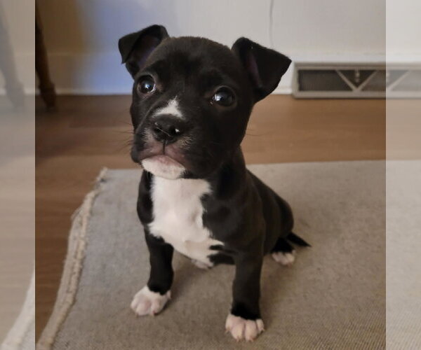 Medium Photo #9 Mutt Puppy For Sale in Holly Springs, NC, USA