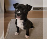 Small #8 Mutt