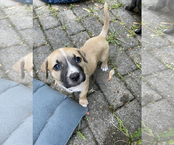 Medium Photo #16 Mutt Puppy For Sale in Derwood, MD, USA