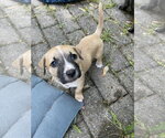 Small #15 Mutt