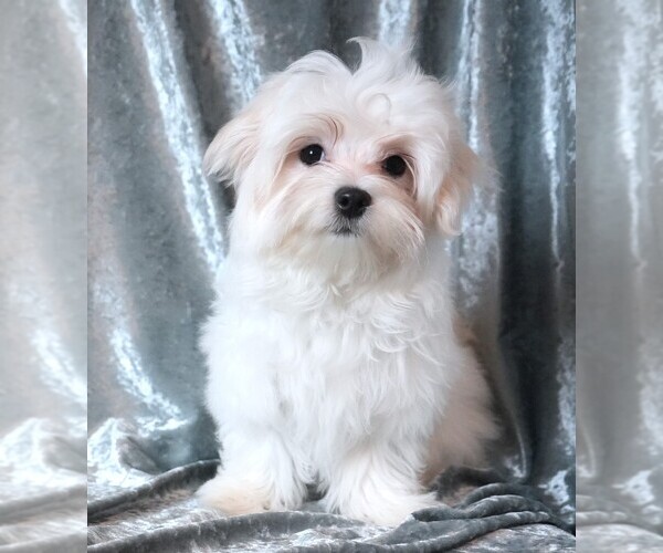 Medium Photo #9 Maltese Puppy For Sale in ROCK VALLEY, IA, USA