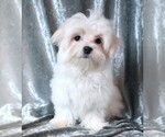 Small #8 Maltese