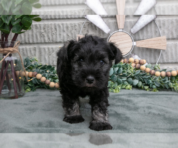 Medium Photo #35 Schnauzer (Miniature) Puppy For Sale in BALTIC, OH, USA