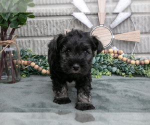 Medium Schnauzer (Miniature)