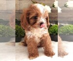 Puppy Puppy 3 Male Cavapoo