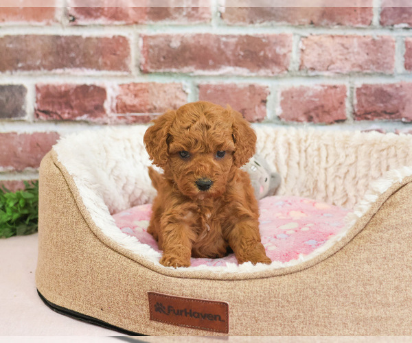 Medium Photo #2 Cavapoo (Miniature) Puppy For Sale in SYRACUSE, IN, USA