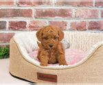 Small #1 Cavapoo (Miniature)