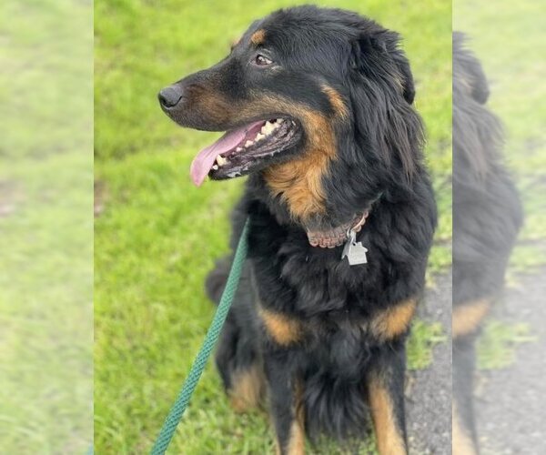 Medium Photo #4 Bernese Mountain Dog-Collie Mix Puppy For Sale in Houston, TX, USA