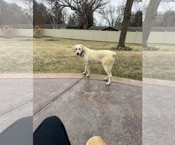 Medium Photo #2 Labrador Retriever-Unknown Mix Puppy For Sale in Minneapolis, MN, USA