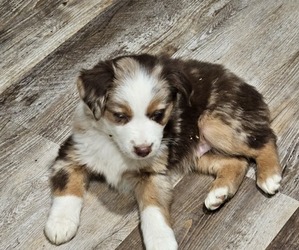 Miniature Australian Shepherd Puppy for sale in FAYETTE, MO, USA