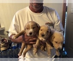 Small Photo #6 Labrador Retriever Puppy For Sale in CONRATH, WI, USA