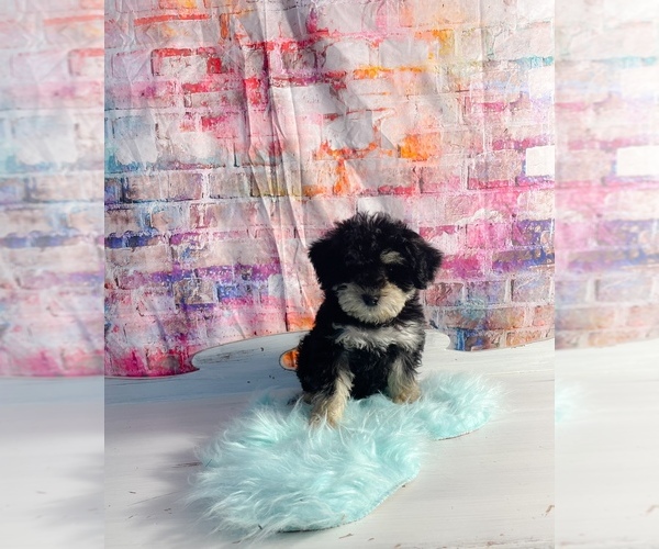 Medium Photo #1 Schnoodle (Miniature) Puppy For Sale in KINSTON, NC, USA