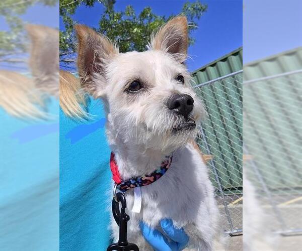 Medium Photo #2 Mutt Puppy For Sale in San Antonio, TX, USA