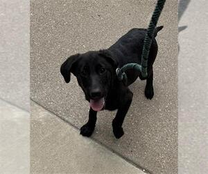 Labrador Retriever Dogs for adoption in Peoria, IL, USA