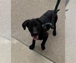 Small Labrador Retriever