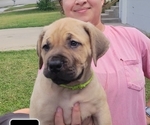 Small #7 Boerboel