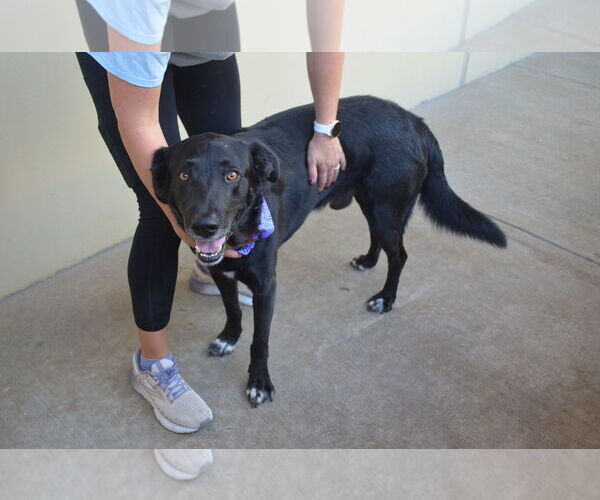 Medium Photo #2 Labrador Retriever-Unknown Mix Puppy For Sale in McKinney, TX, USA