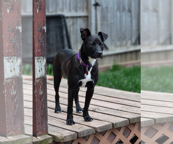 Medium Photo #5 Mutt Puppy For Sale in New London, WI, USA
