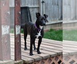 Small #4 Mutt