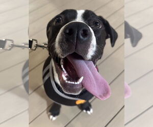 American Pit Bull Terrier-Staffordshire Bull Terrier Mix Dogs for adoption in Germantown, OH, USA