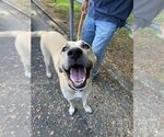 Small #10 Anatolian Shepherd Mix