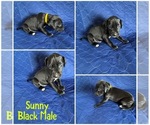 Puppy Sunny Cane Corso-Great Dane Mix