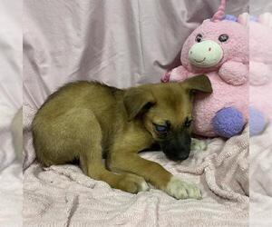 German Shepherd Dog-Unknown Mix Dogs for adoption in Modesto, CA, USA