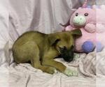 Small German Shepherd Dog Mix