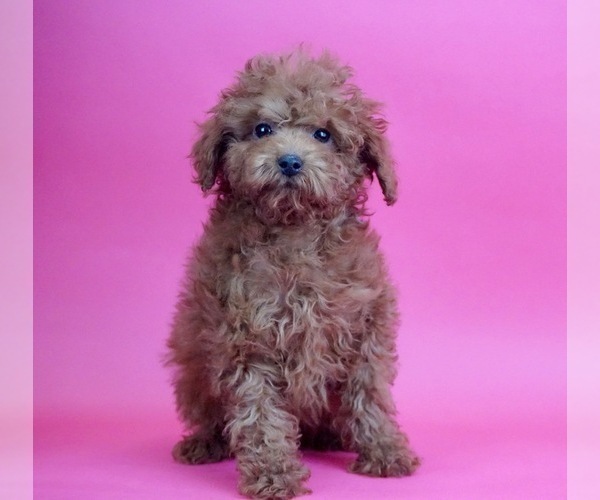 Medium Photo #1 Poodle (Miniature) Puppy For Sale in WARSAW, IN, USA