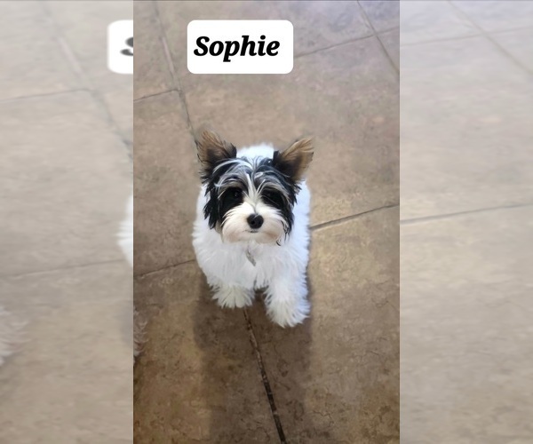 Medium Photo #12 Yorkshire Terrier Puppy For Sale in FT WORTH, TX, USA