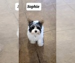 Small #11 Yorkshire Terrier