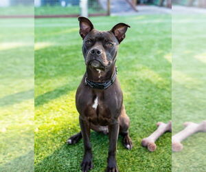 Medium American Pit Bull Terrier Mix