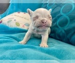 Small #12 French Bulldog
