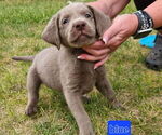 Puppy Light Blue Labrador Retriever