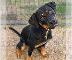 Small #1 Rottweiler Mix