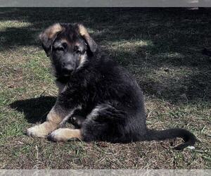 German Shepherd Dog Puppy for sale in PARK RAPIDS, MN, USA