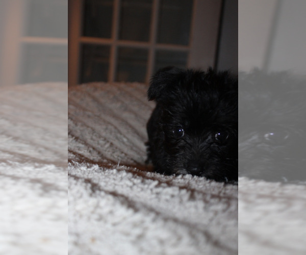 Medium Photo #15 Chorkie Puppy For Sale in WILMINGTON, NC, USA