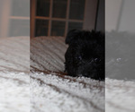 Small #14 Chorkie