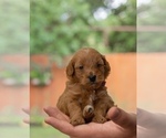 Small Photo #2 Goldendoodle (Miniature) Puppy For Sale in SPRING, TX, USA
