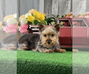 Yorkshire Terrier Puppy for sale in CANOGA, NY, USA