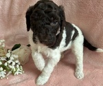 Small #4 Poodle (Standard)