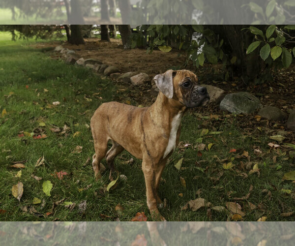 Medium Photo #8 Boxer Puppy For Sale in SHIPSHEWANA, IN, USA