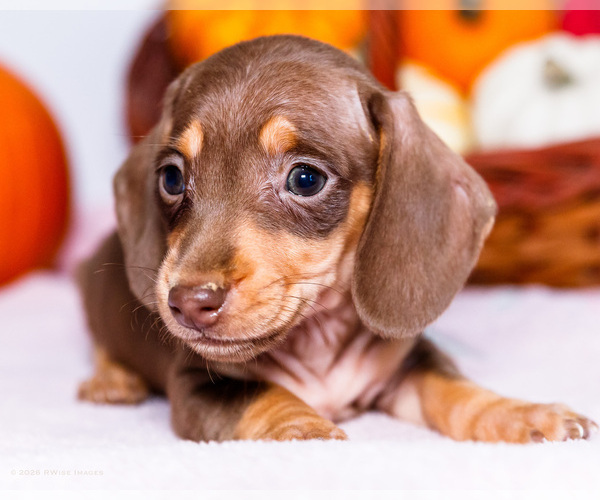 Medium Photo #3 Dachshund Puppy For Sale in WAKARUSA, IN, USA